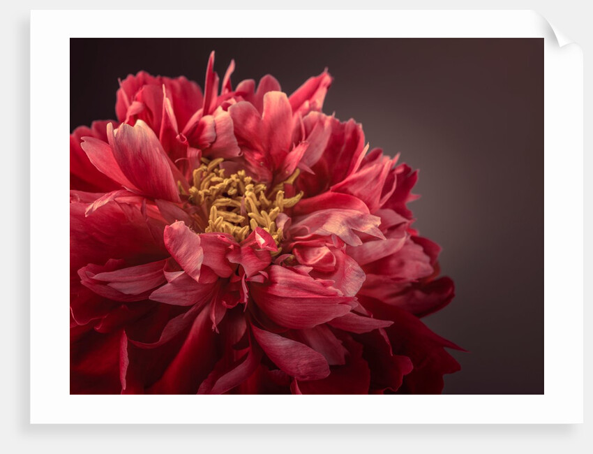Peony flower by Assaf Frank